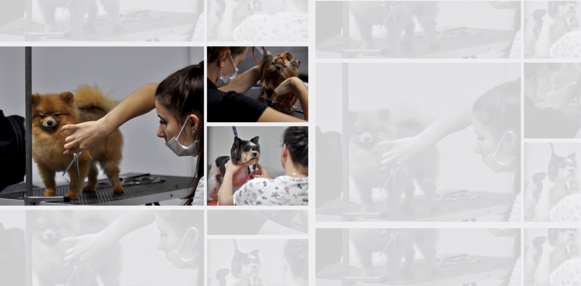 iPET зоосалон