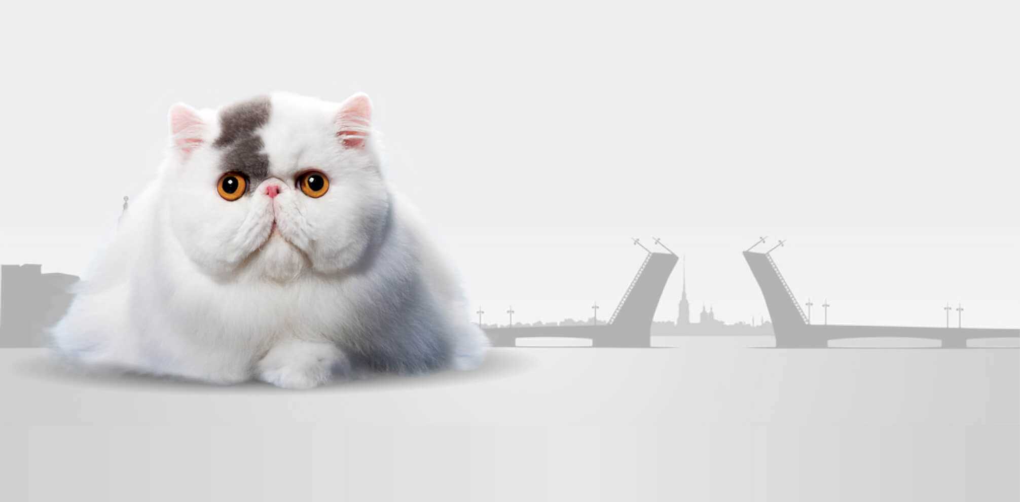 iPET зоосалон