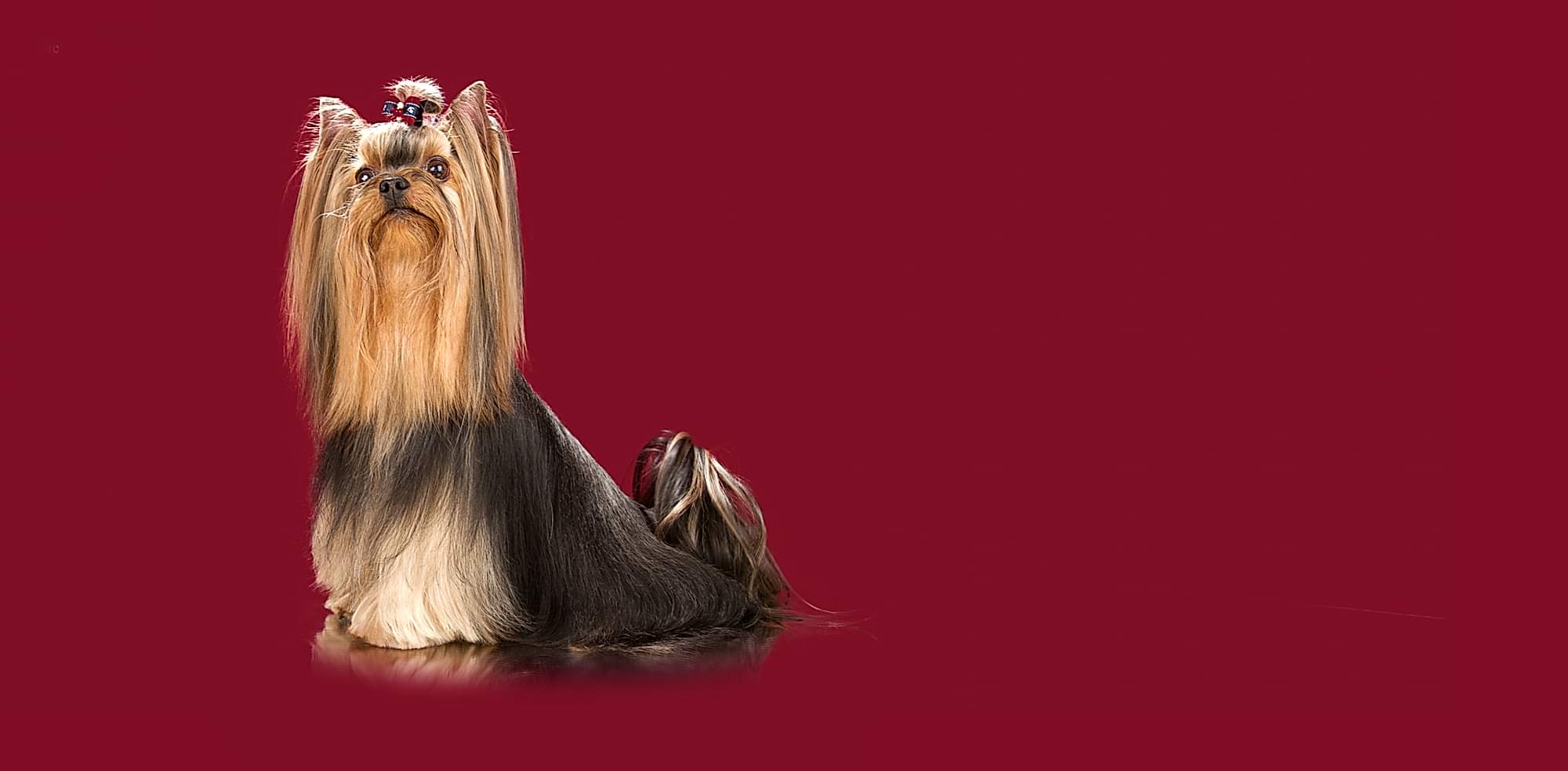 iPET зоосалон